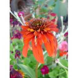 Echinacea Collection